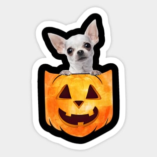 White Chihuahua Dog In Pumpkin Pocket Halloween Sticker